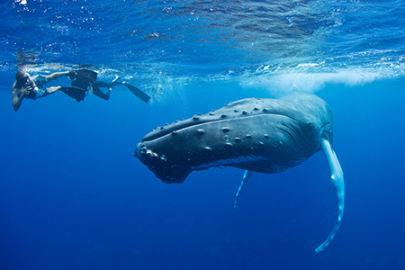 Humpback Whale Snorkelling Adventure