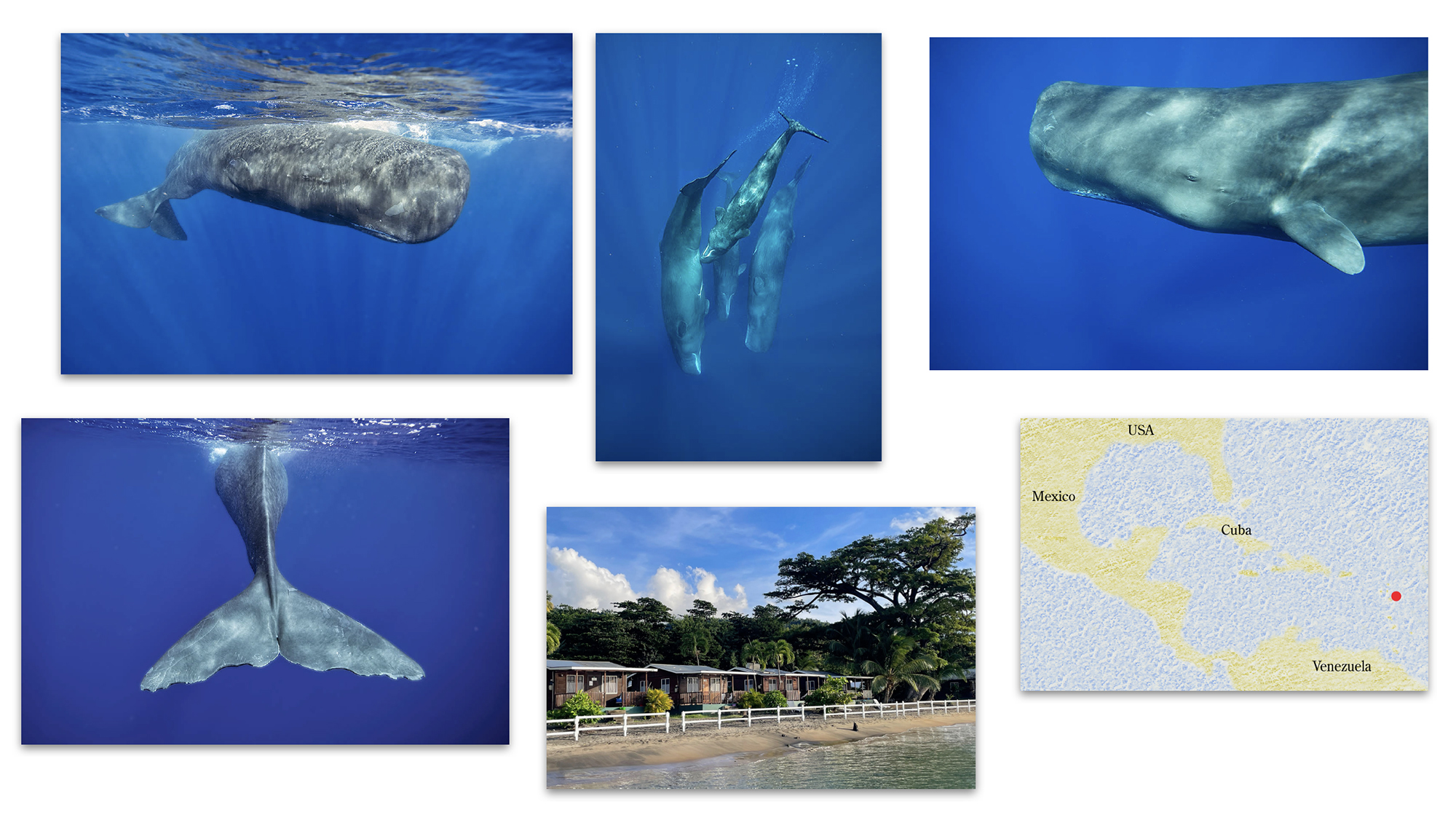 Snorkelling with Sperm Whales in the Caribbean 