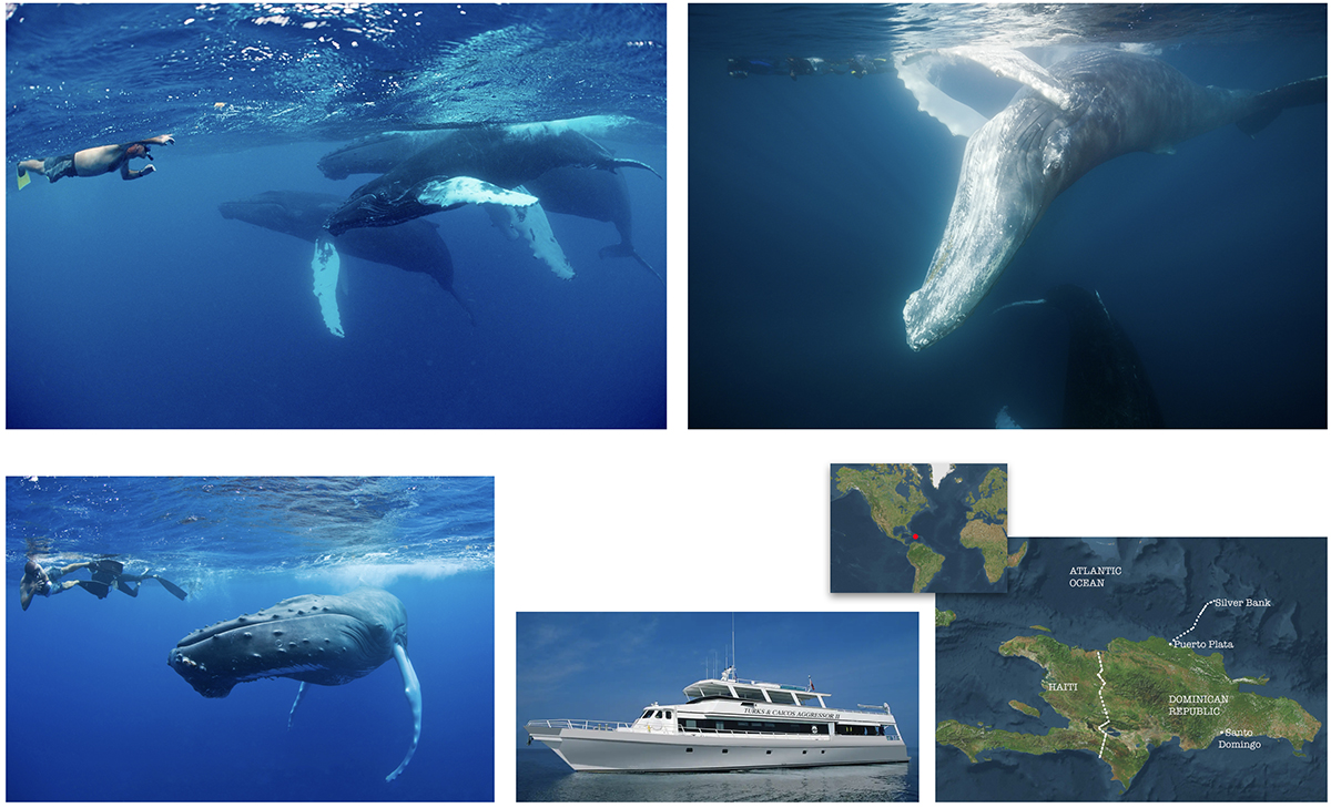Humpback Whale Snorkelling Adventure
