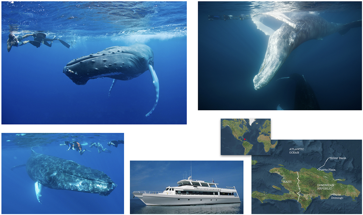 Humpback Whale Snorkelling Adventure