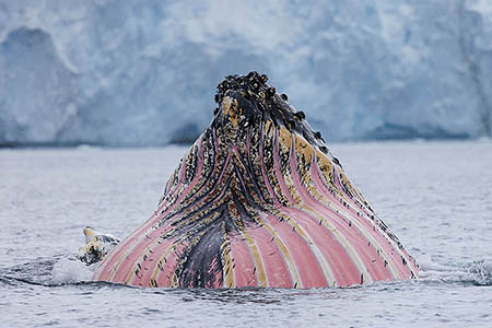 Whales and Dolphins of Antarctica and the Chilean Fjords