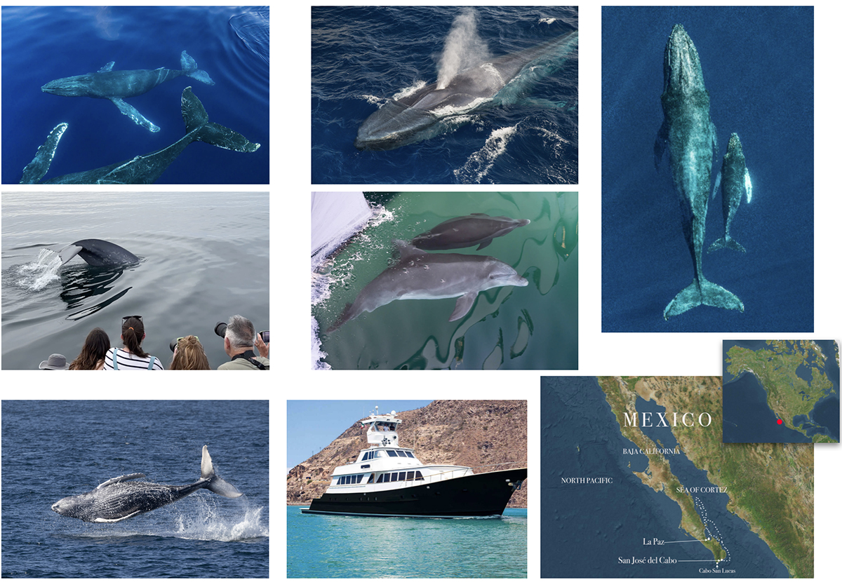 Sea of Cortez Safari: Exclusive Baja California Adventure