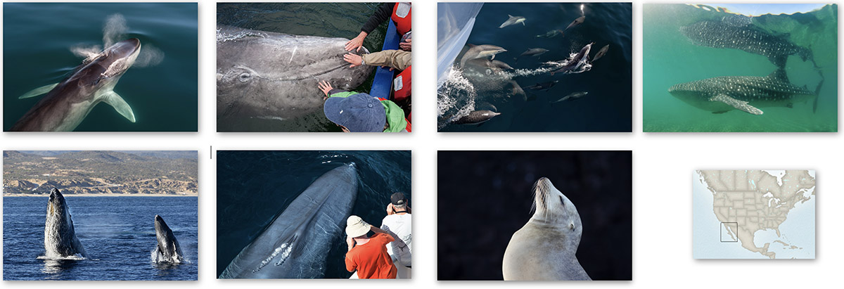 NEW ITINERARY! Whale watching in Baja California & the Sea of Cortez, Mexico 
