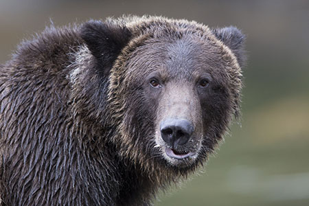Festival of Bears 2023, British Columbia, Canada