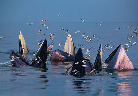 Trap-feeding Eden’s Whales of Thailand
