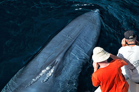 Sea of Cortez Safari: Exclusive Baja California Adventure