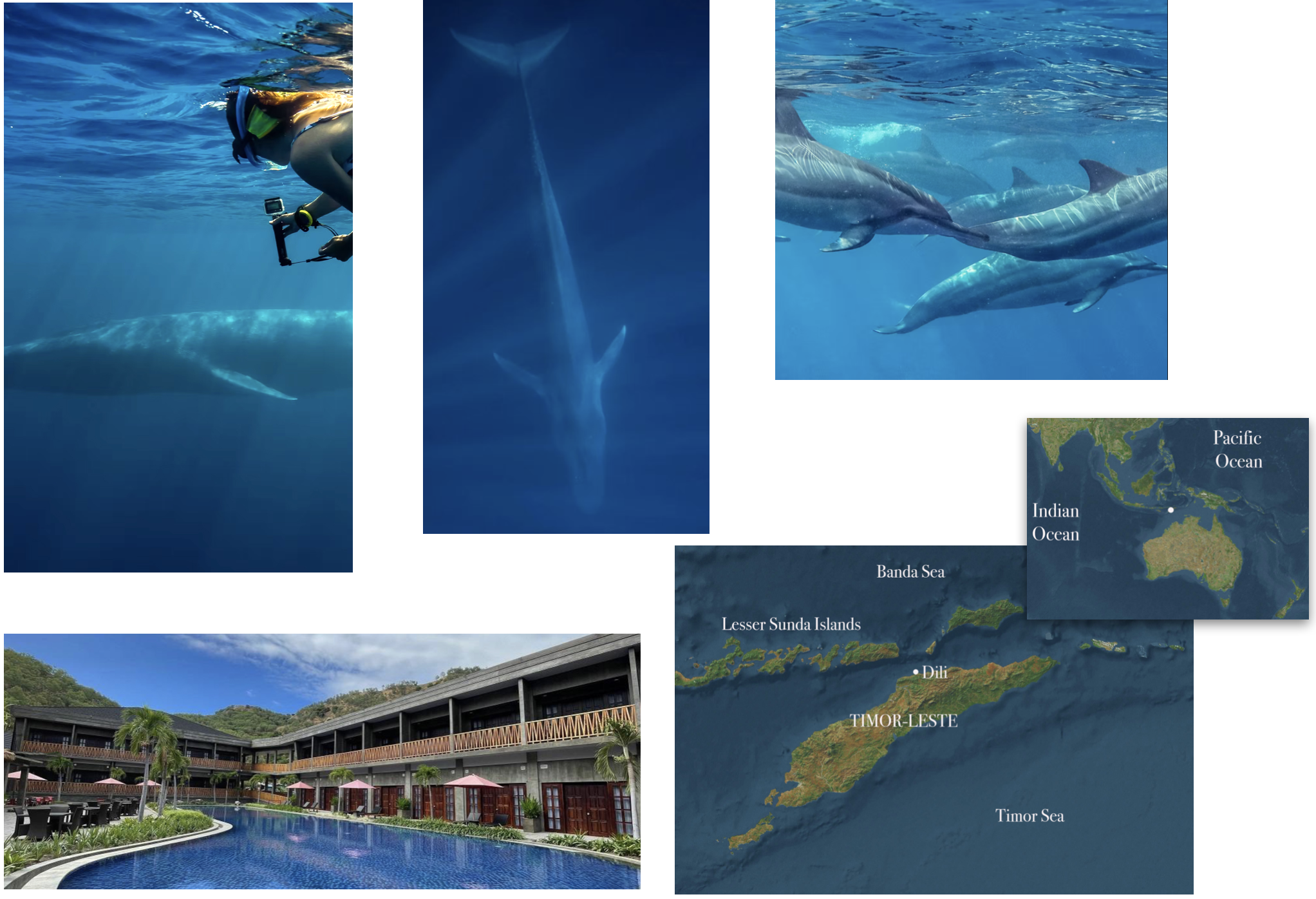 Snorkelling with Blue Whales  in Timor-Leste