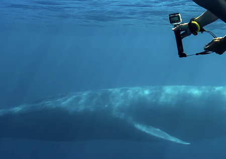 Snorkelling with Blue Whales  in Timor-Leste