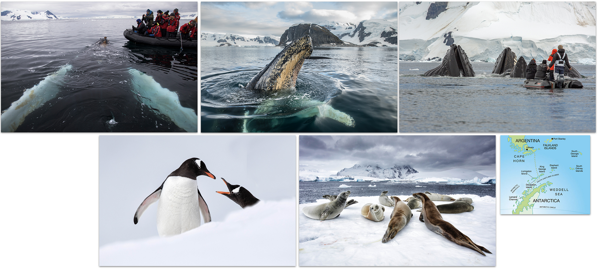 Whale Watching Expedition Cruise to the Antarctic Peninsula 