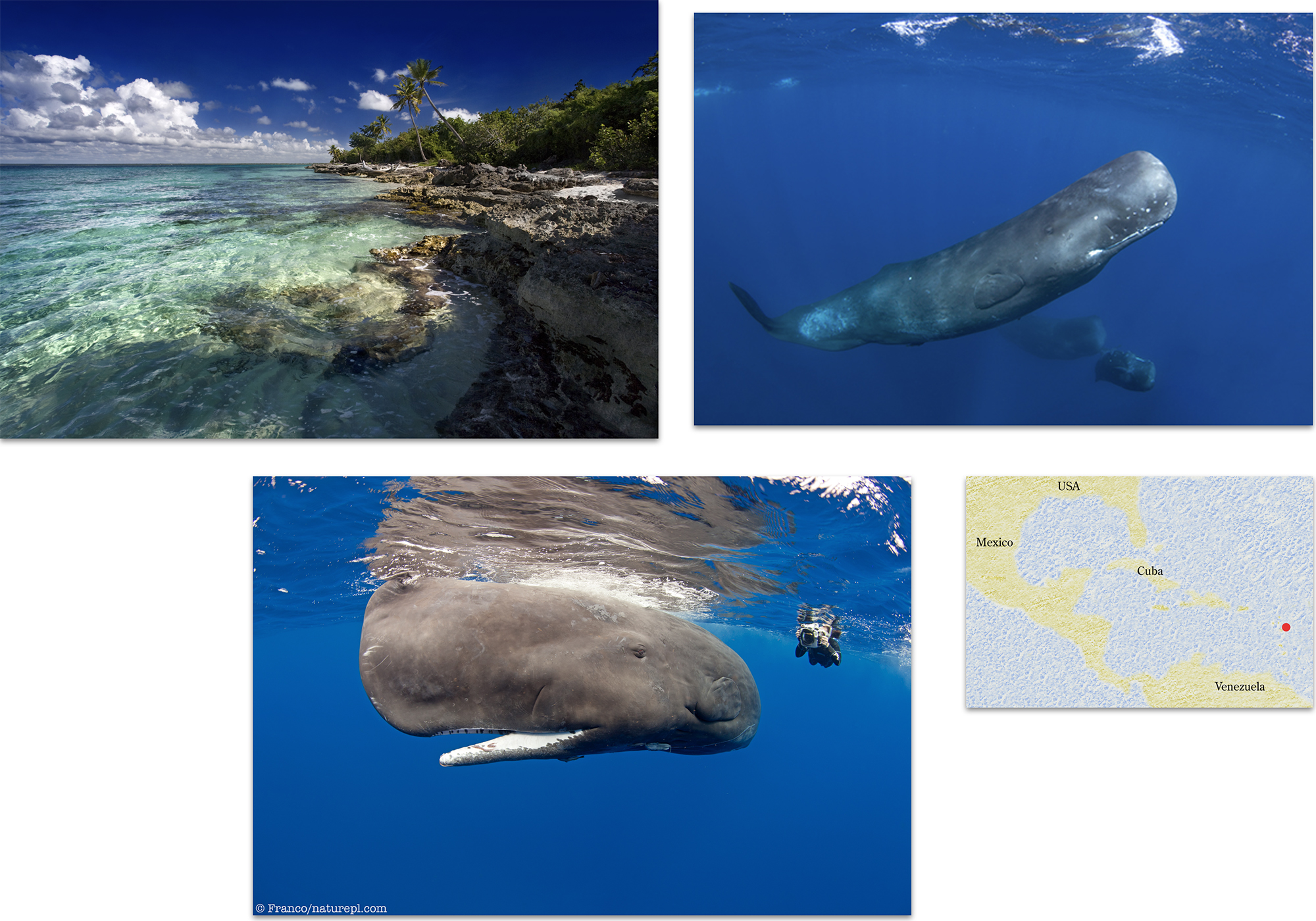 Snorkelling with Sperm Whales in the Caribbean 