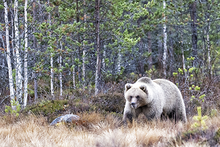 European Festival of Bears 2026, Finland
