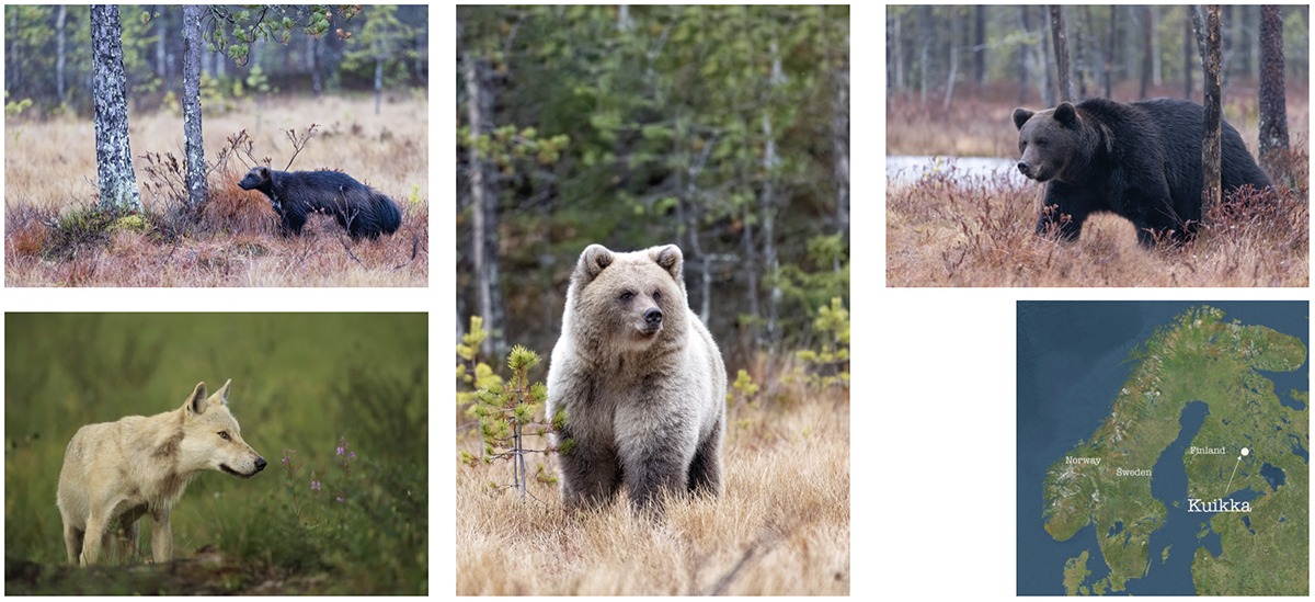 European Festival of Bears 2026, Finland