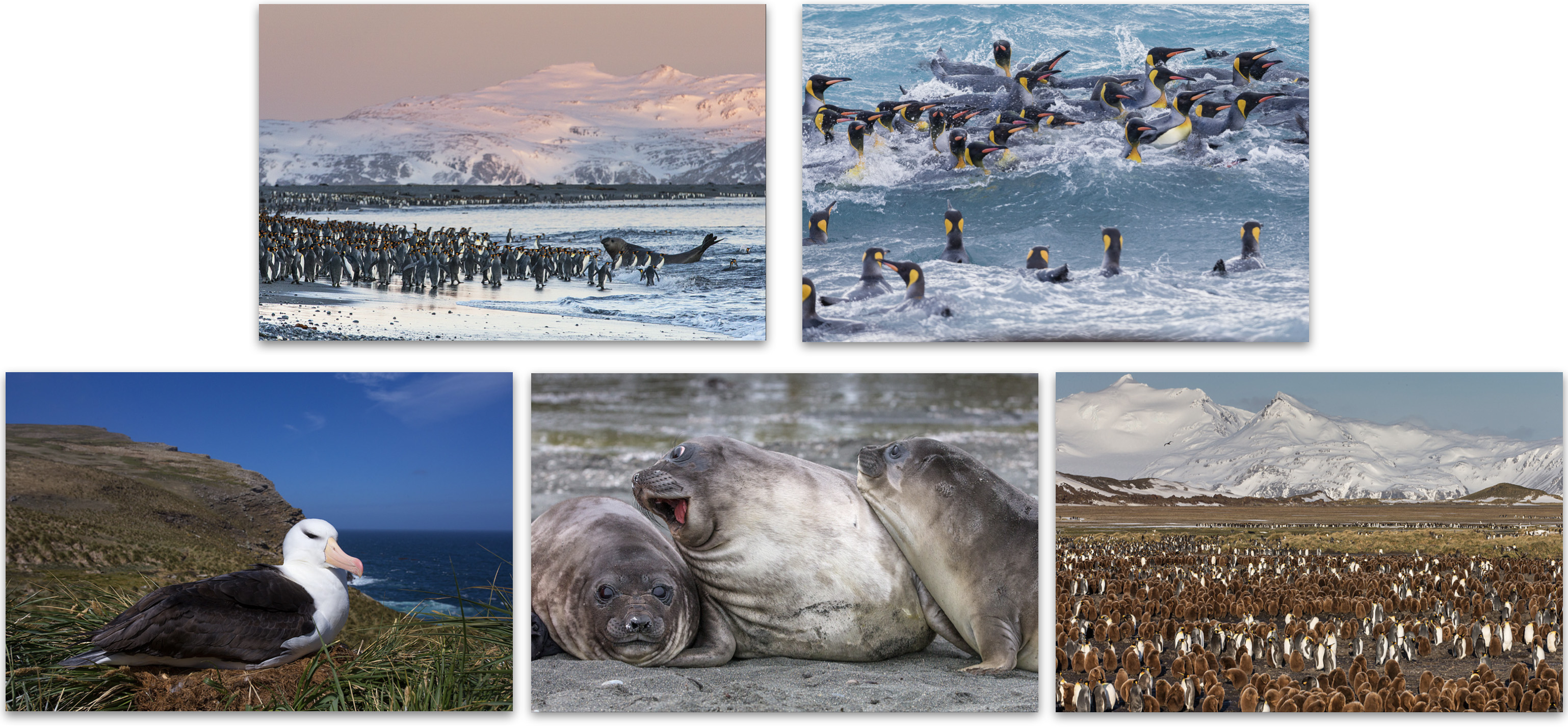 Festival of Wildlife in the Falkland Islands & South Georgia