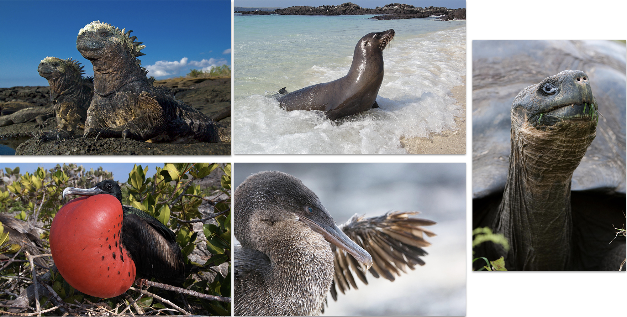 Galápagos Islands Exclusive