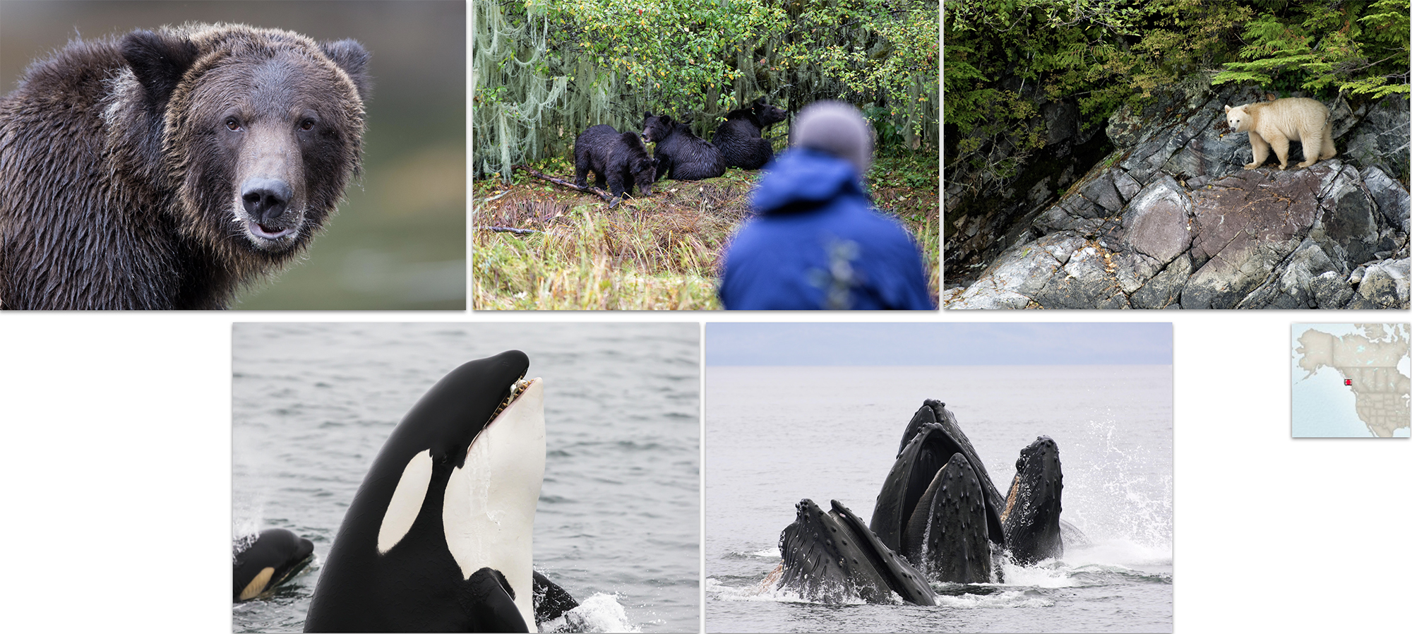 Bears & Whales in the Great Bear Rainforest in Canada