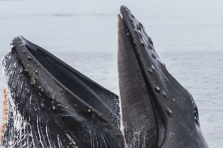 Bears & Whales in the Great Bear Rainforest in Canada