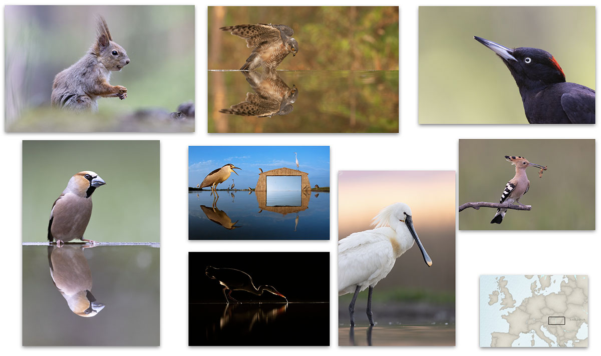 Fabulous Wildlife Photography in Hungary