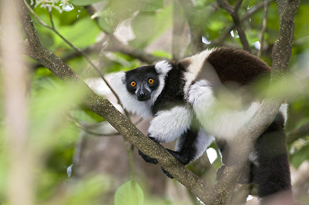 Festival of Wildlife 2026 in Madagascar
