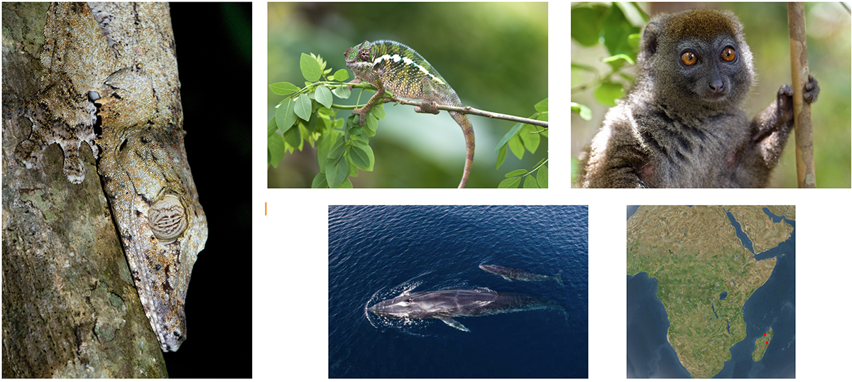 Festival of Wildlife 2026 in Madagascar
