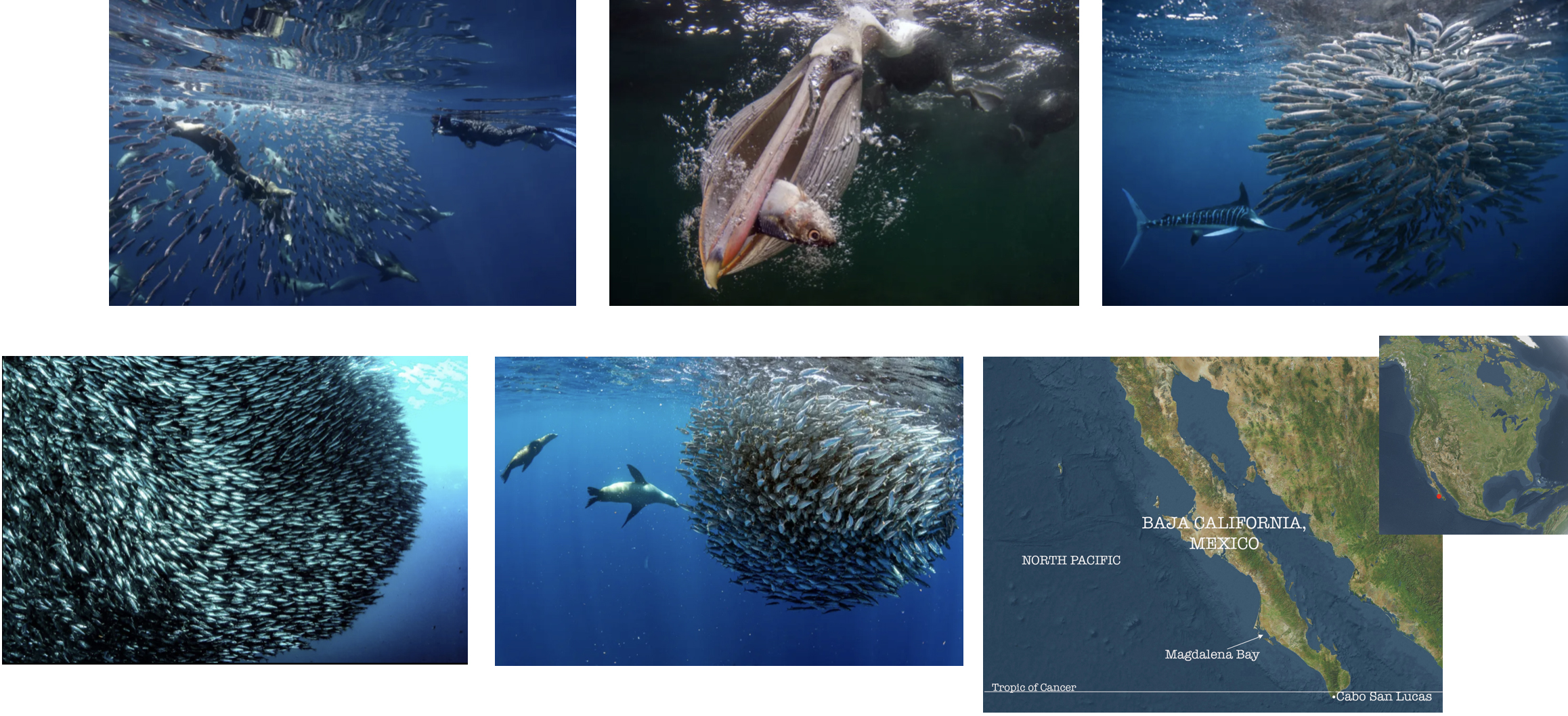 Sardine Baitball Snorkelling Adventure (with Rachel Ashton)