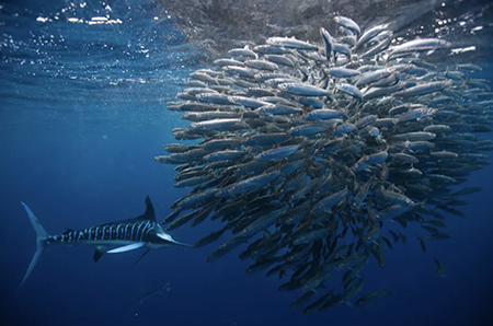 Sardine Baitball Snorkelling Adventure (with Rachel Ashton)
