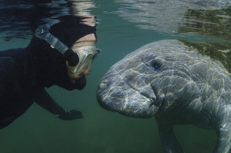 Crystal River Manatee Adventure