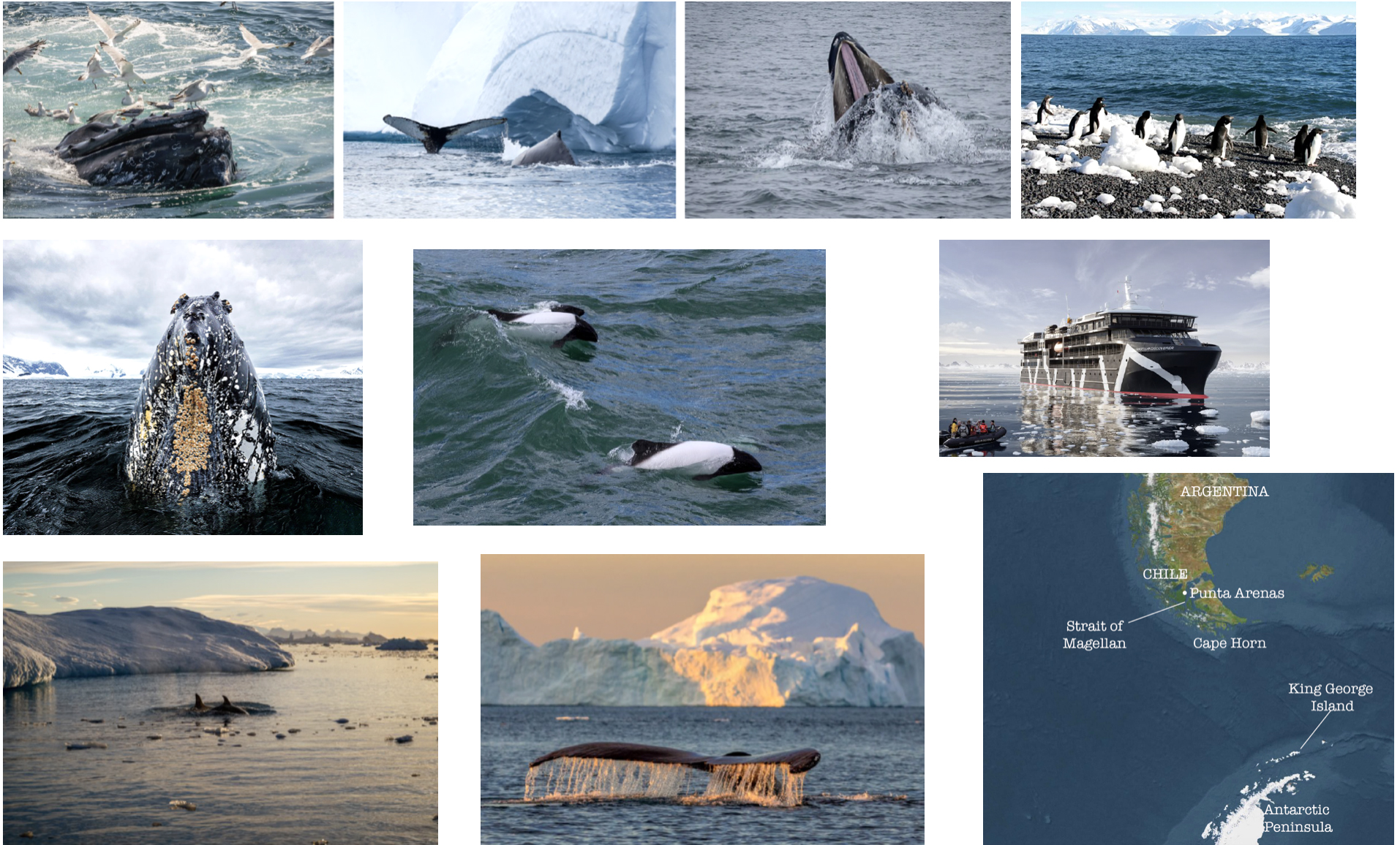 Whales and Dolphins of Antarctica and the Chilean Fjords
