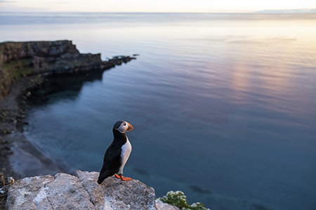 Scotland to Svalbard: A North Atlantic Adventure (only a few cabins left!)