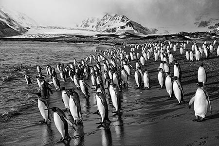 Festival of Wildlife in the Falkland Islands & South Georgia