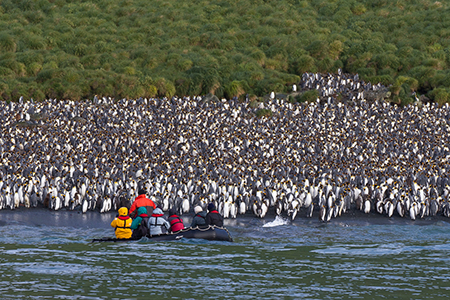 Festival of Wildlife Subantarctic Islands
