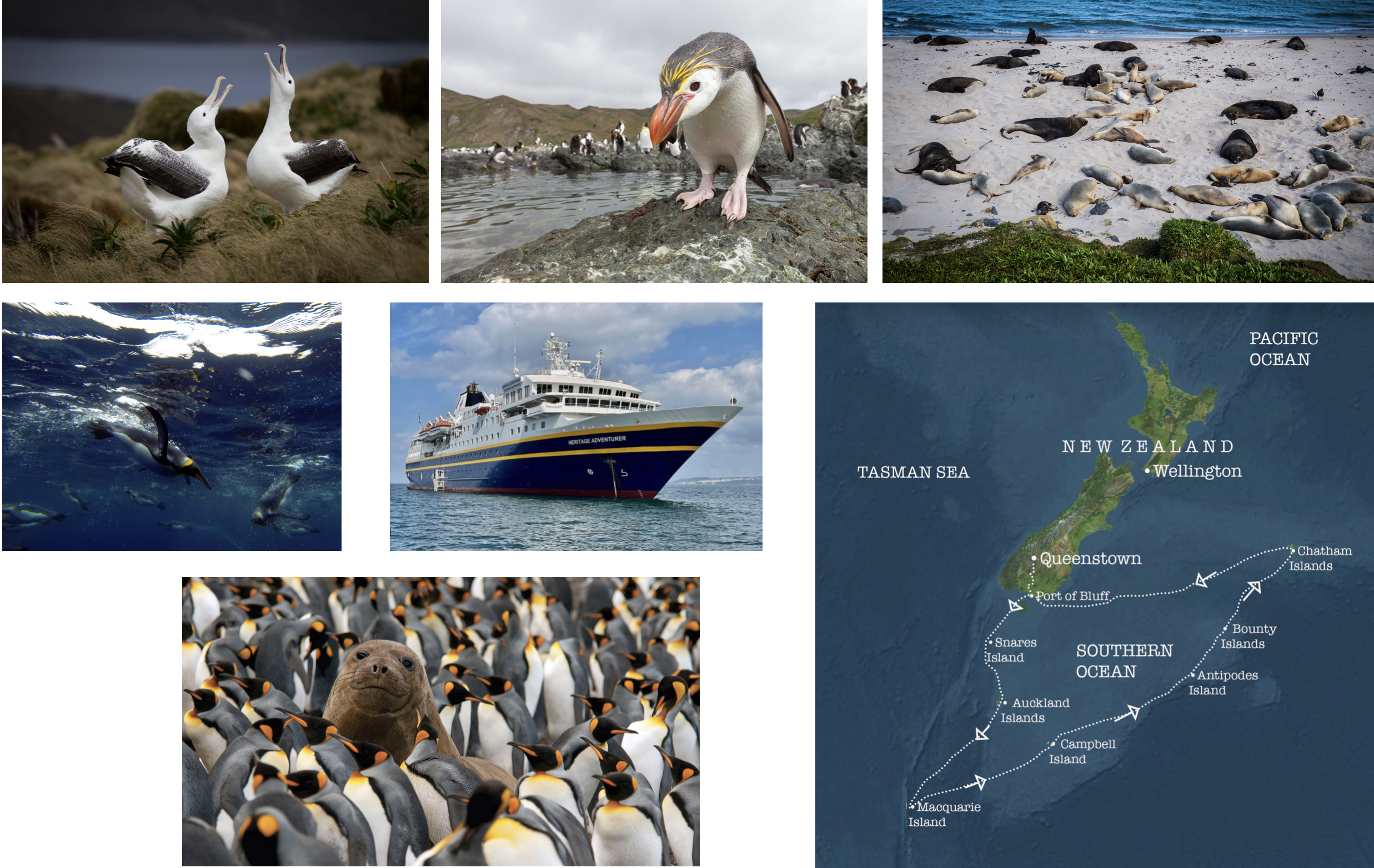 Festival of Wildlife Subantarctic Islands