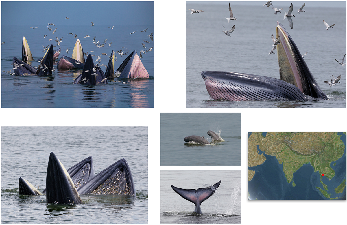 Trap-feeding Eden’s Whales of Thailand