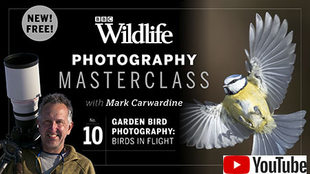 Mark’s YouTube channel on wildlife photography (free fact sheets here!)