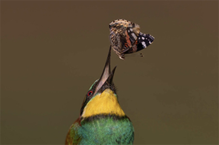 Exceptional holidays and <br>wildlife photography workshops with Mark