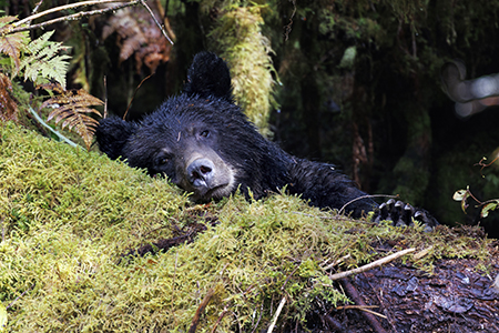 Picture of the Week: black bear, Great Bear Rainforest, British Columbia, Canada