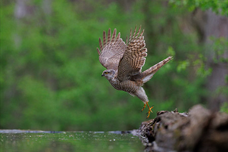 Exceptional holidays and <br>wildlife photography workshops with Mark