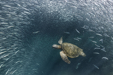 Exceptional holidays and <br>wildlife photography workshops with Mark