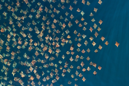 Picture of the Week: Munk's devil rays, Baja California, Mexico