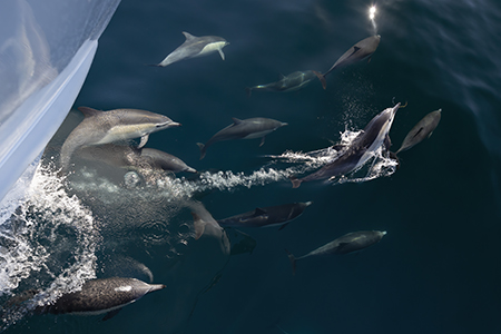 Picture of the Week: bow-riding common dolphins, Baja California, Mexico