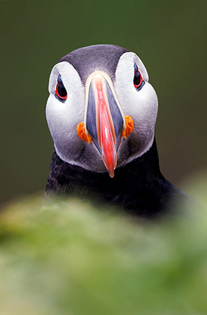 Picture of the Week: curious puffin in Grimsey Island, Iceland