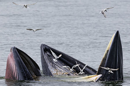 Join Mark for a phenomenal, world-class whale-watching experience
