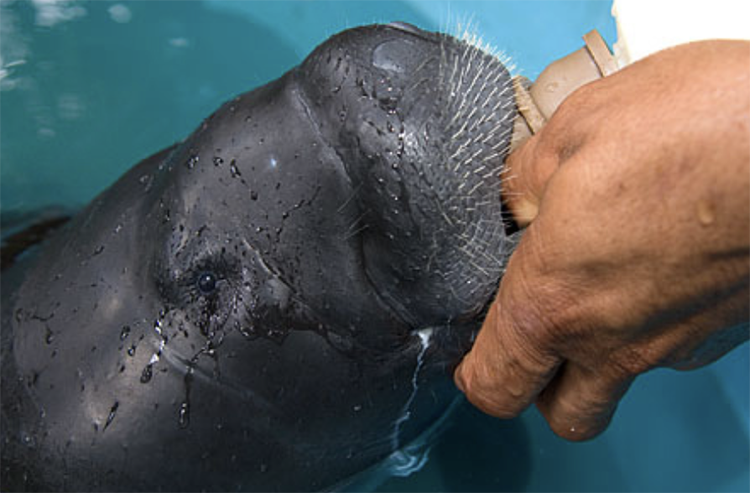 Image representing Mark Carwardine's advice about how to help Wildlife