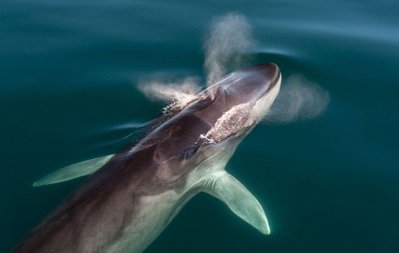 Image representing Mark Carwardine's wildlife photographs on Instagram