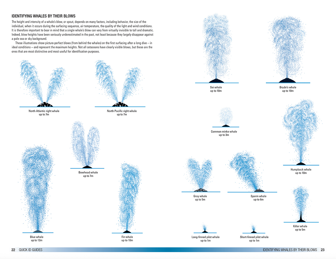 Field Guide to Whales, Dolphins and Porpoises in North America  (pre-order now!)