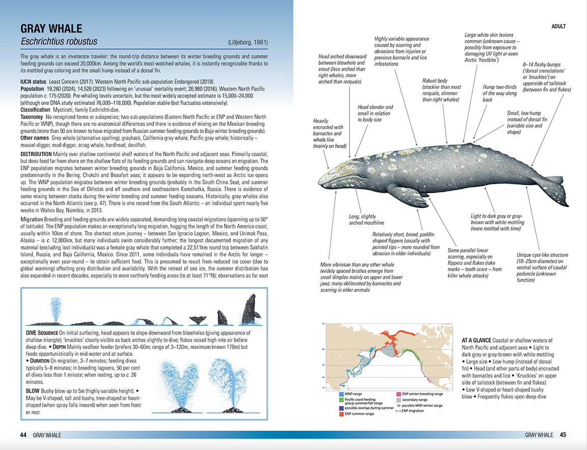 Field Guide to Whales, Dolphins and Porpoises in North America  (pre-order now!)