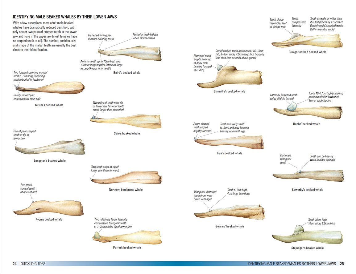 Field Guide to Whales, Dolphins and Porpoises in North America  (pre-order now!)