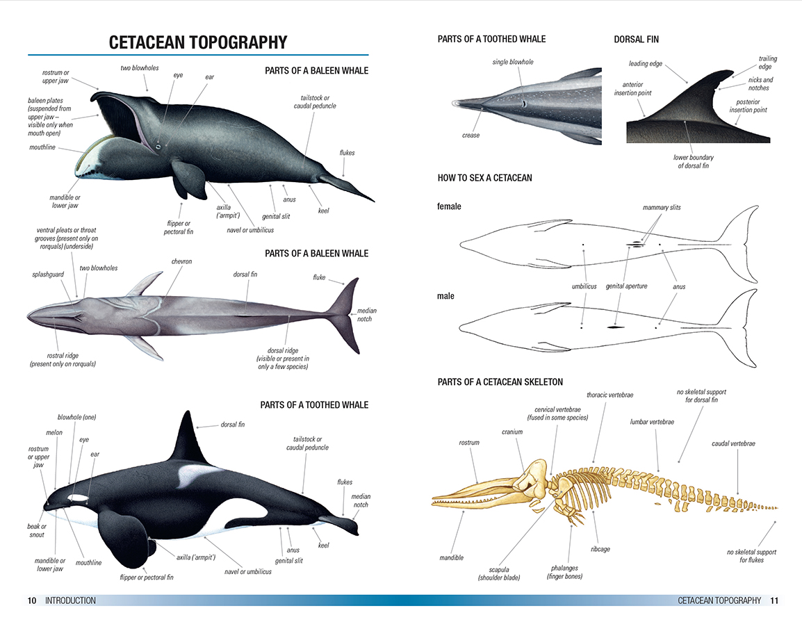 Field Guide to Whales, Dolphins and Porpoises in North America  (pre-order now!)