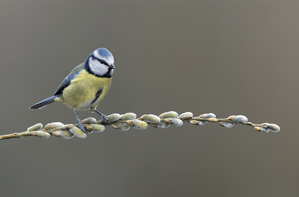 RSPB How to Photograph Garden Birds