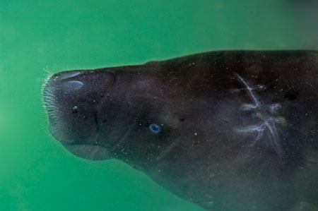 Amazonian Manatee