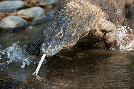 Komodo Dragon